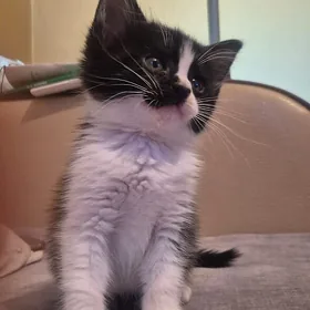котик в добрые руки