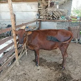 gulajyn