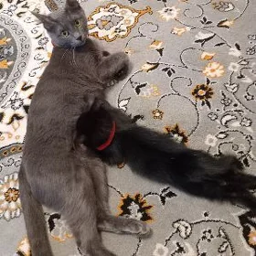 от дам в хорошие руки