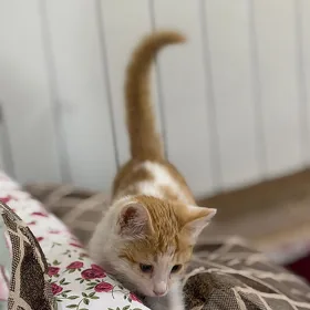 Котёнок pişik