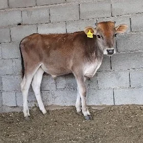 OKUZ TUWE