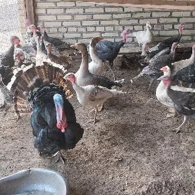 INDUK ERKEK INDAWUTGA  GUS