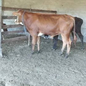 Öküzler