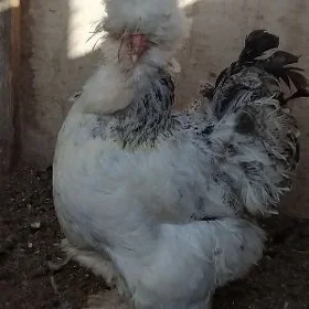 brama,