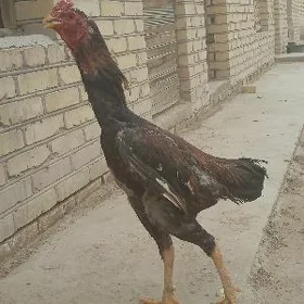 baýes jüje
