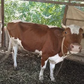 Sygyr simental