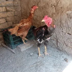 baysow
