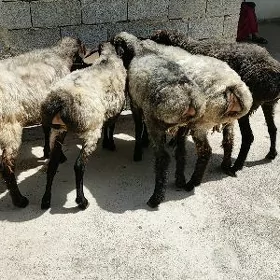Işşek dog erkeç