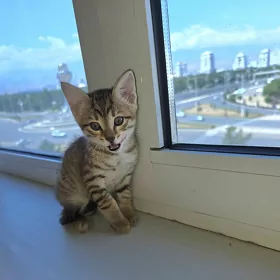 котёнок Бенгал