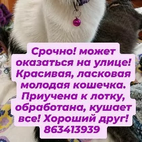 Срочно! Ласковая кошка!