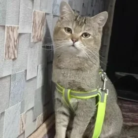 пропал кот 