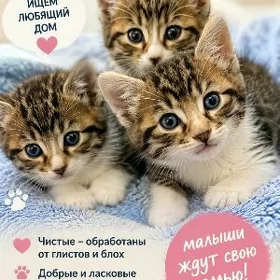 Милые котята  в добрые руки!
