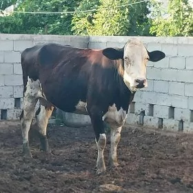 GIBRID BOGAZ SYGYR