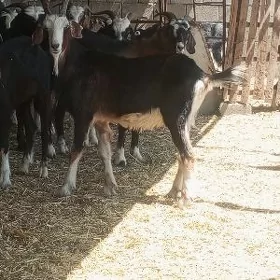 DOG ERKEÇLER