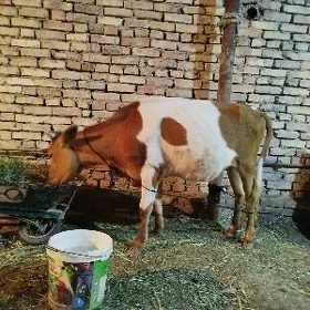 Gulajyn