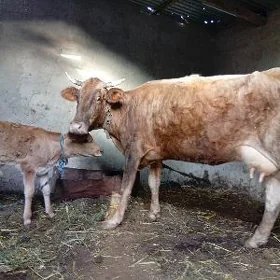 goleli sygyrlar
