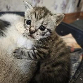 котята