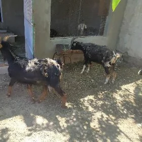 Geci