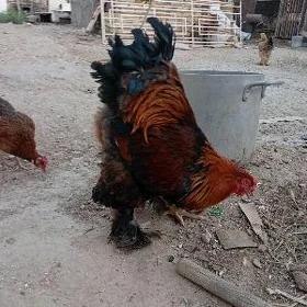 brama horoz