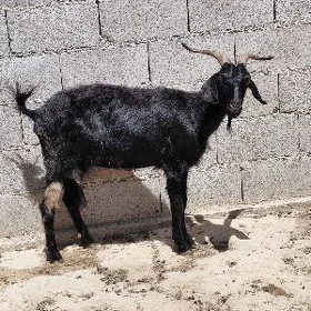 geci