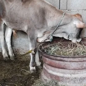 Öküz