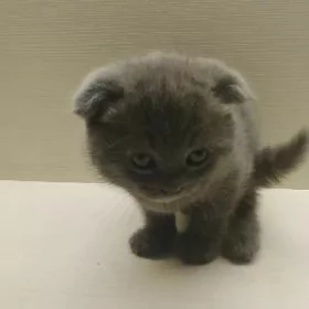 продаем котят