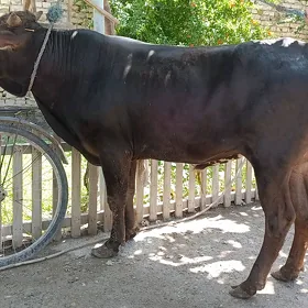 öküzler