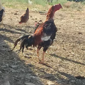 baýsok Horaz