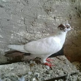 Kepderi