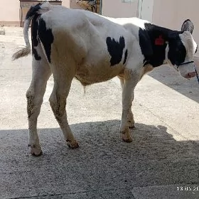galisdeyin okuz