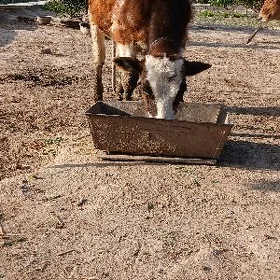 göle