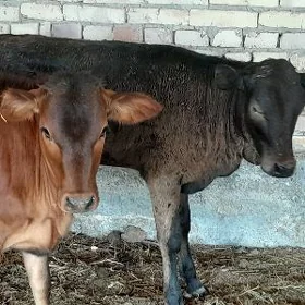 okuzce we unajynlar