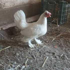 Yaponchik Ak Towuk