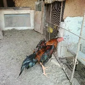 horaz