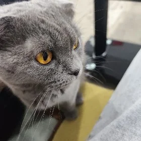 Pisik Котята