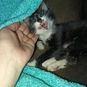 котик мальчик