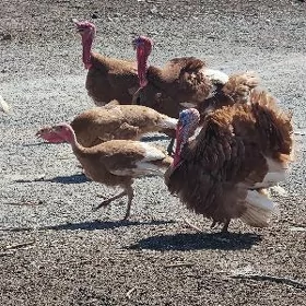 OWGAN İNDUK  ÝUMURTGA