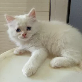 шотландский котик
