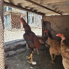 horaz