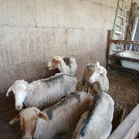 Goýun Gisar