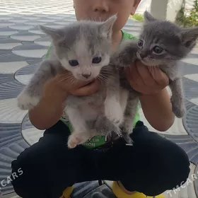 pişik satlyk
