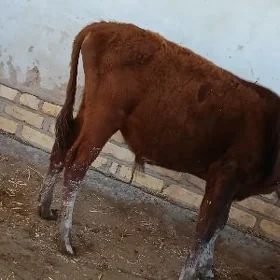 Tanaly sygyr