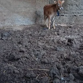 tüwe