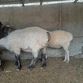 Işşek