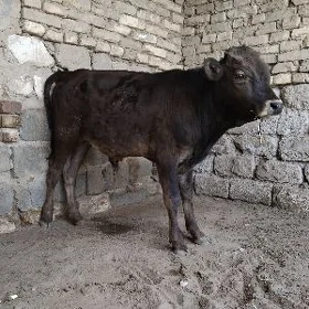 OKÜZ ŞWES  TOHUM