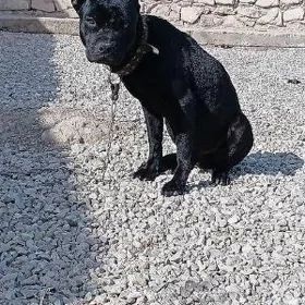 PITBULGBRITKONE KORSE