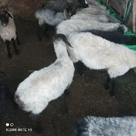 goyun, geci