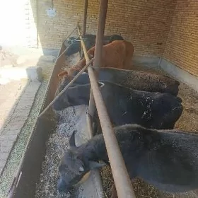 Öküzler