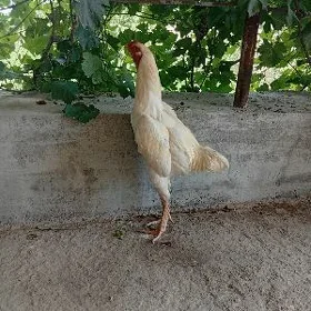 Baysow saldat