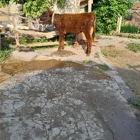 öküz